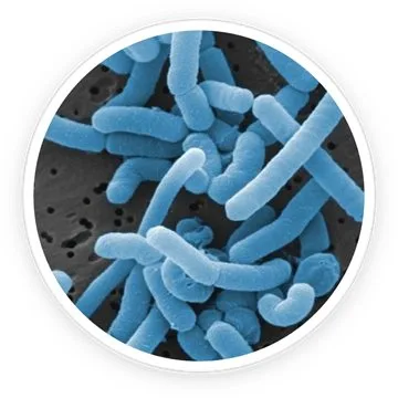 Lactobacillus Paradentis probiotic strain