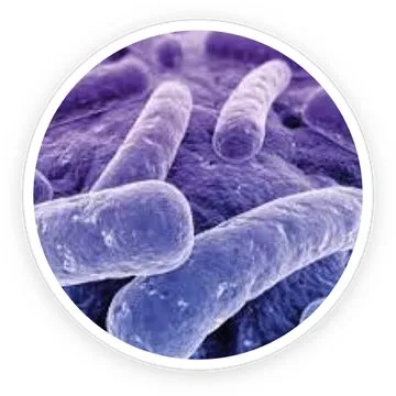 Lactobacillus Reuteri probiotic strain
