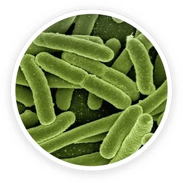 B. lactis BL-04 probiotic strain